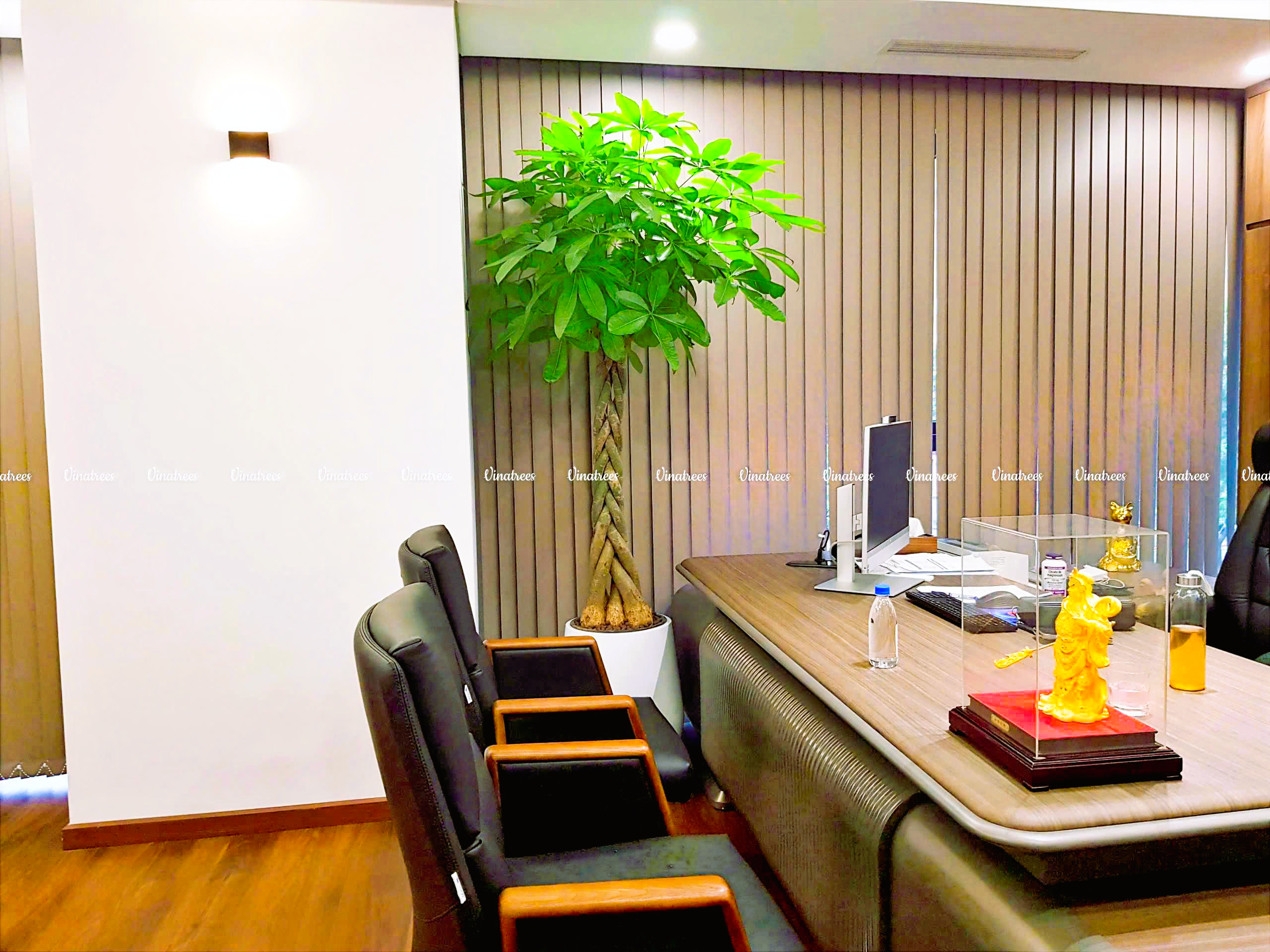 Cây cảnh mừng khai trương _Vinatrees
